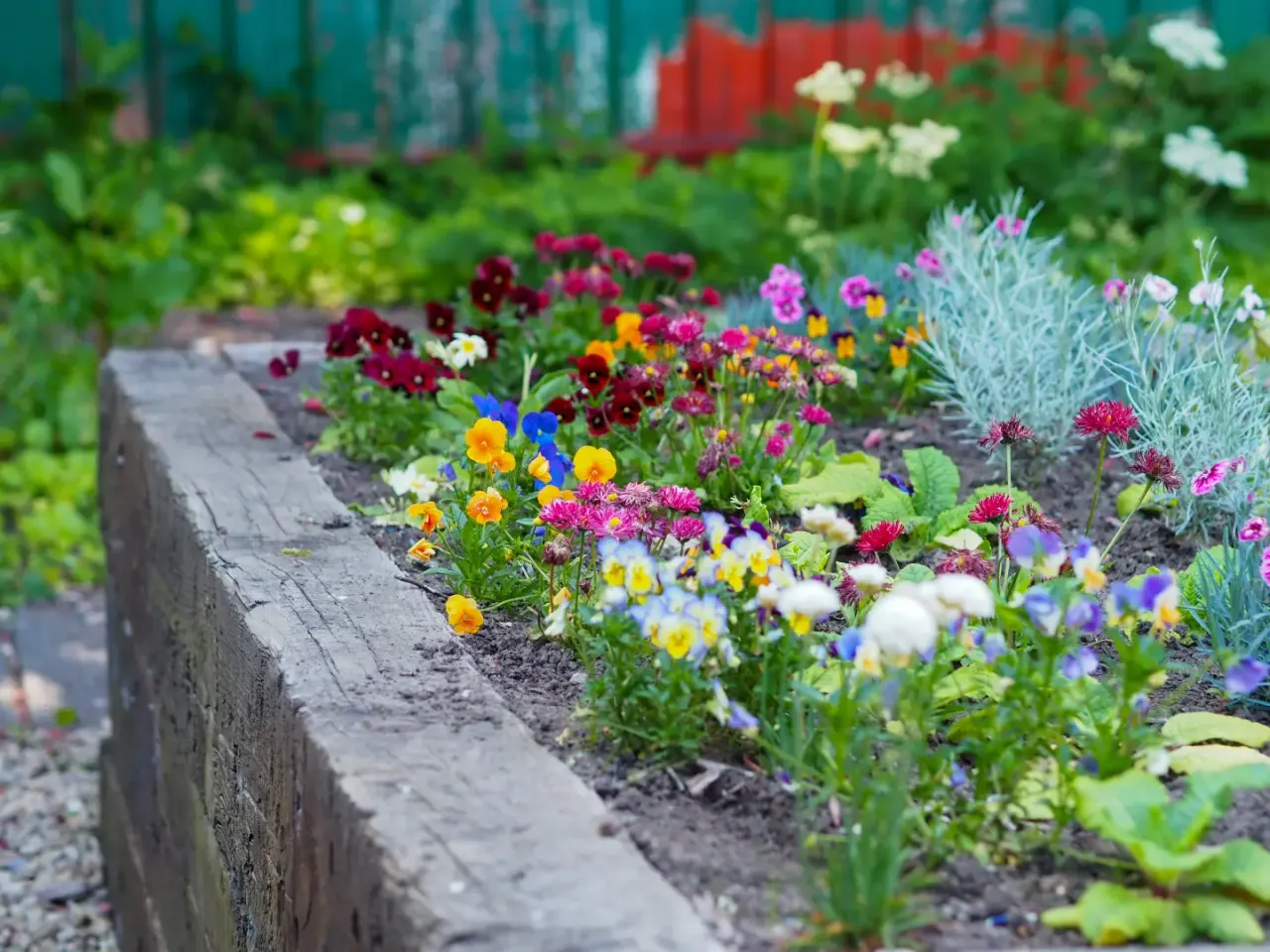Colourful flower beds with red, pink, yellow, blue and white blooms along a wooden raised bed edge at a community garden.