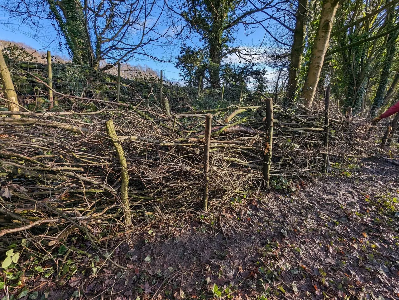 Overgrown woodland area with bare branches, moss-covered trees, and fencing amongst hillside terrain.