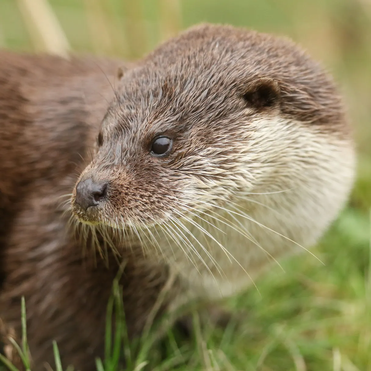 Close-up of an otter's face and upper body on grass with a blurred green background.