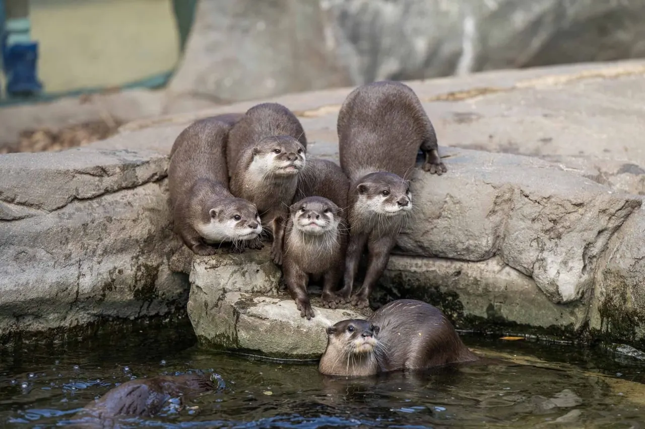 A group of otters on rocky ground beside water, with one swimming in the foreground.