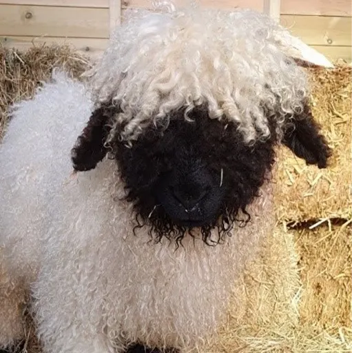 Sheep with white woolly fleece and black face standing in straw bedding.