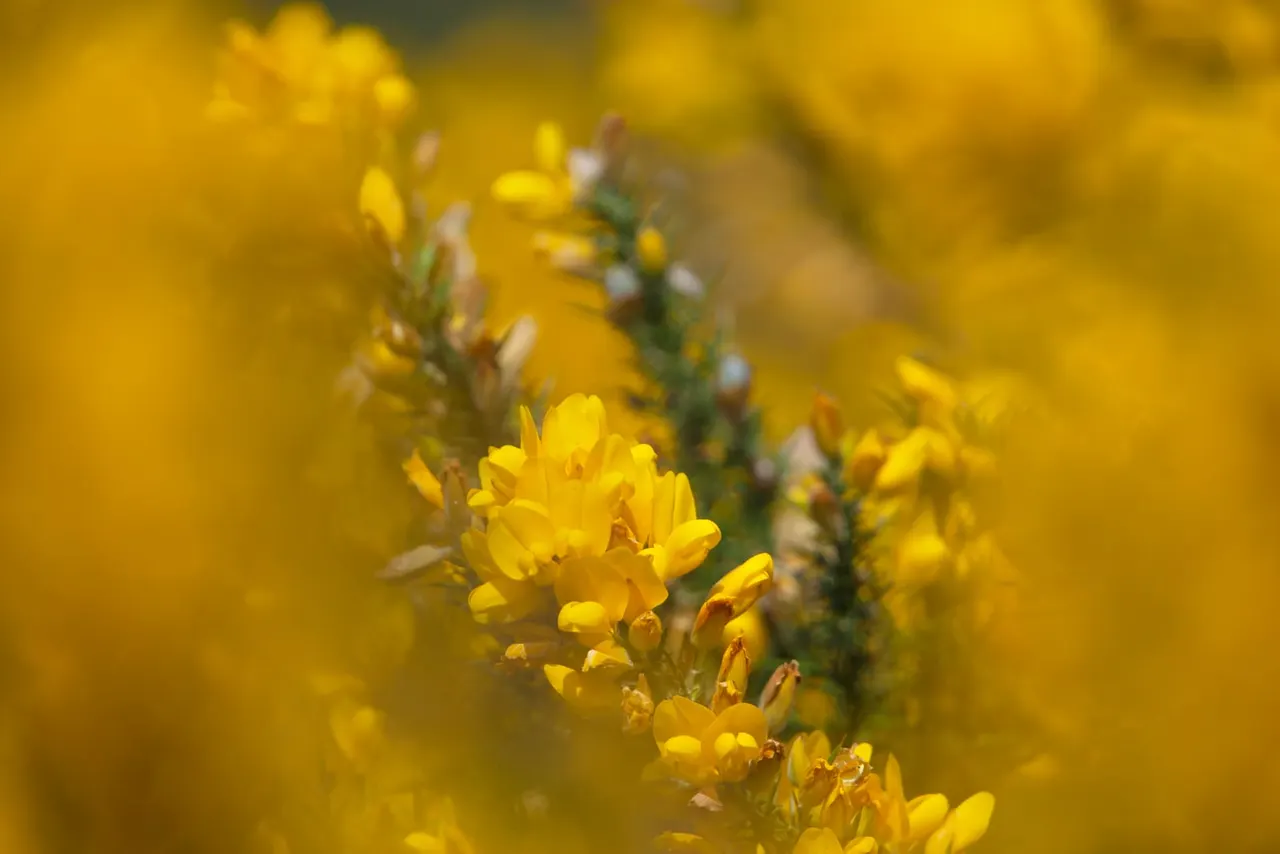 Close-up of bright yellow wildflowers blooming on green stems in a natural meadow setting.
