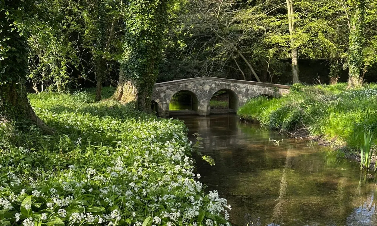 Stone bridge with two arches spanning a stream through woodland, with white flowering plants along the banks.