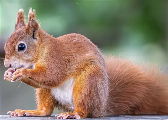 A squirrel holds food in its paws against a blurred green background.