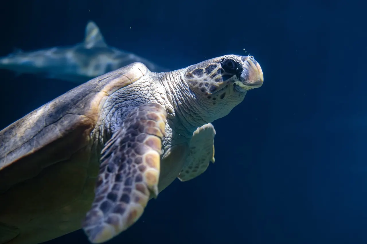 Endless Ocean animals at The Deep