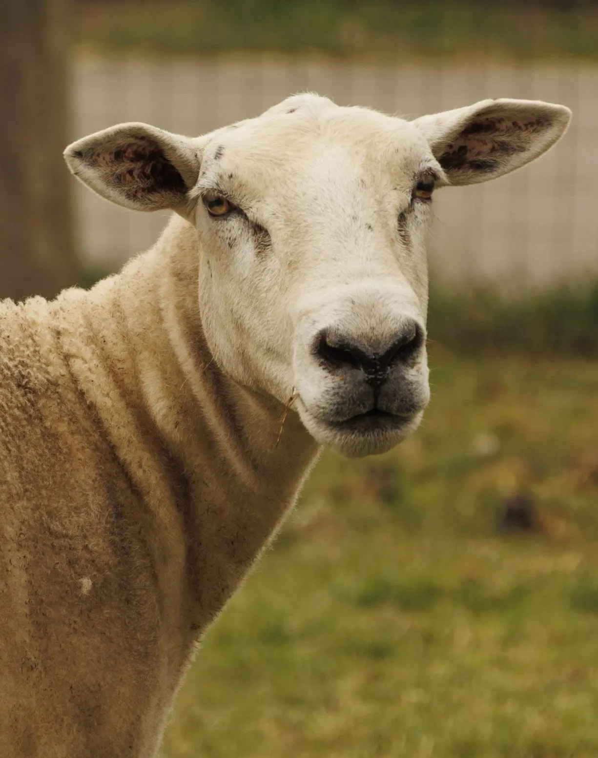 A cream-coloured sheep with brown inner ears looking directly at the camera in a grassy field.