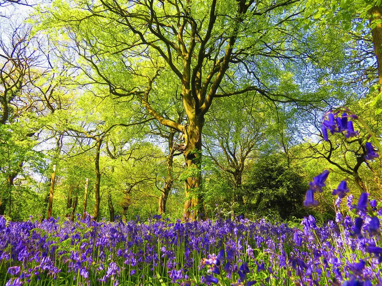Woodland glade with mature trees and dense carpet of purple bluebells in spring bloom.