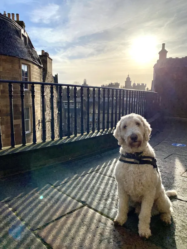 White curly-haired dog sitting on a rooftop terrace overlooking Edinburgh's skyline at sunset.