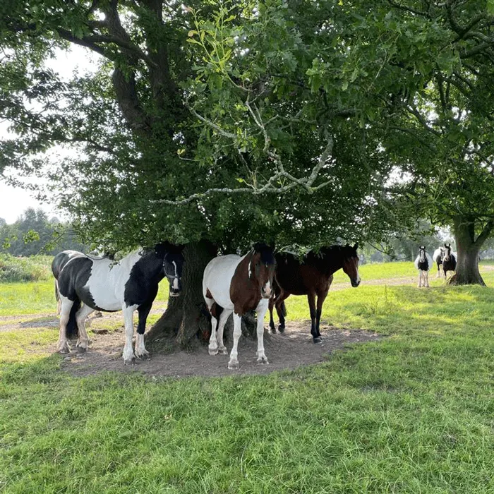 Horses standing in shade beneath a large tree in a grassy paddock with visitors in the background.