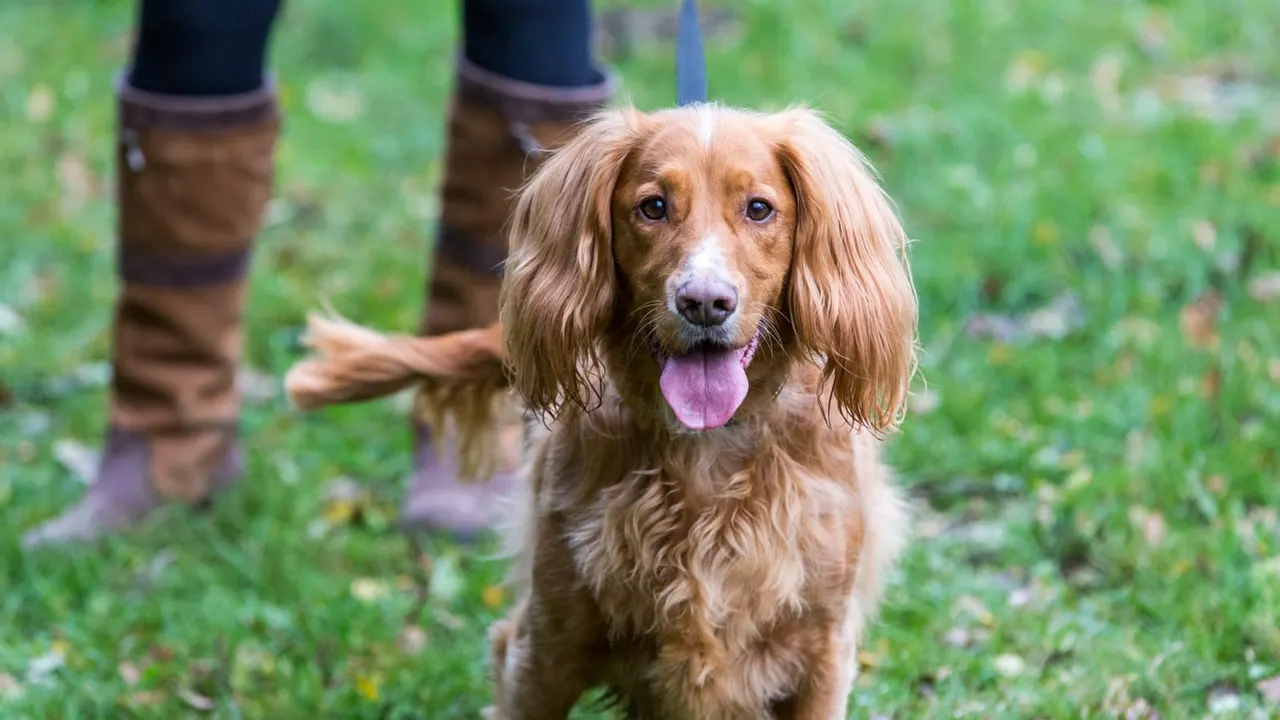 Golden-brown dog with tongue out standing on grass with person in boots behind it.