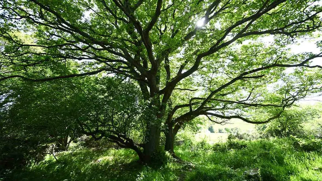 Large mature tree with spreading branches in sunlit woodland clearing surrounded by green foliage.