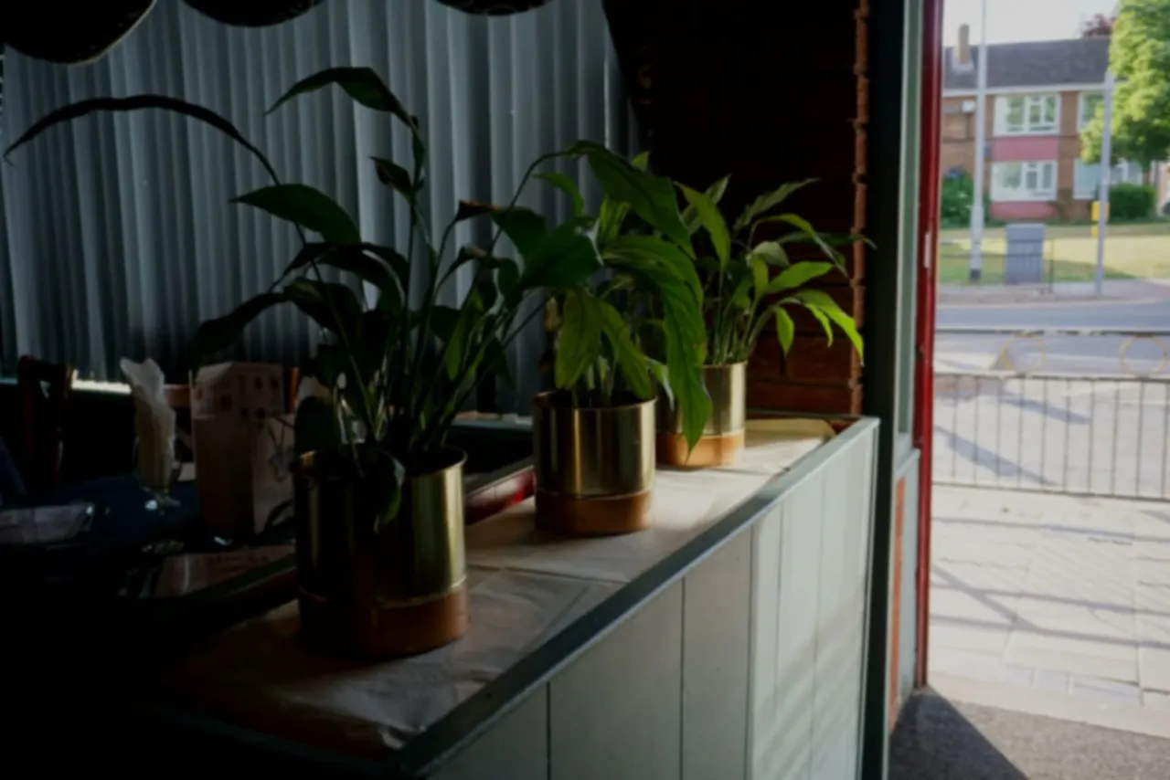 Potted plants in brass containers lined up on a windowsill inside a restaurant, with street view outside.