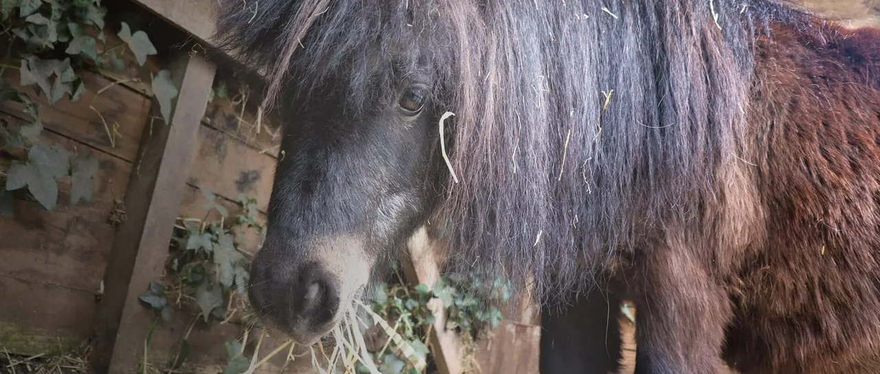 A long-haired horse eating foliage by a wooden fence.