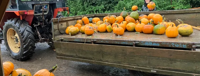 Orange and green pumpkins loaded on a wooden farm trailer attached to a red tractor.