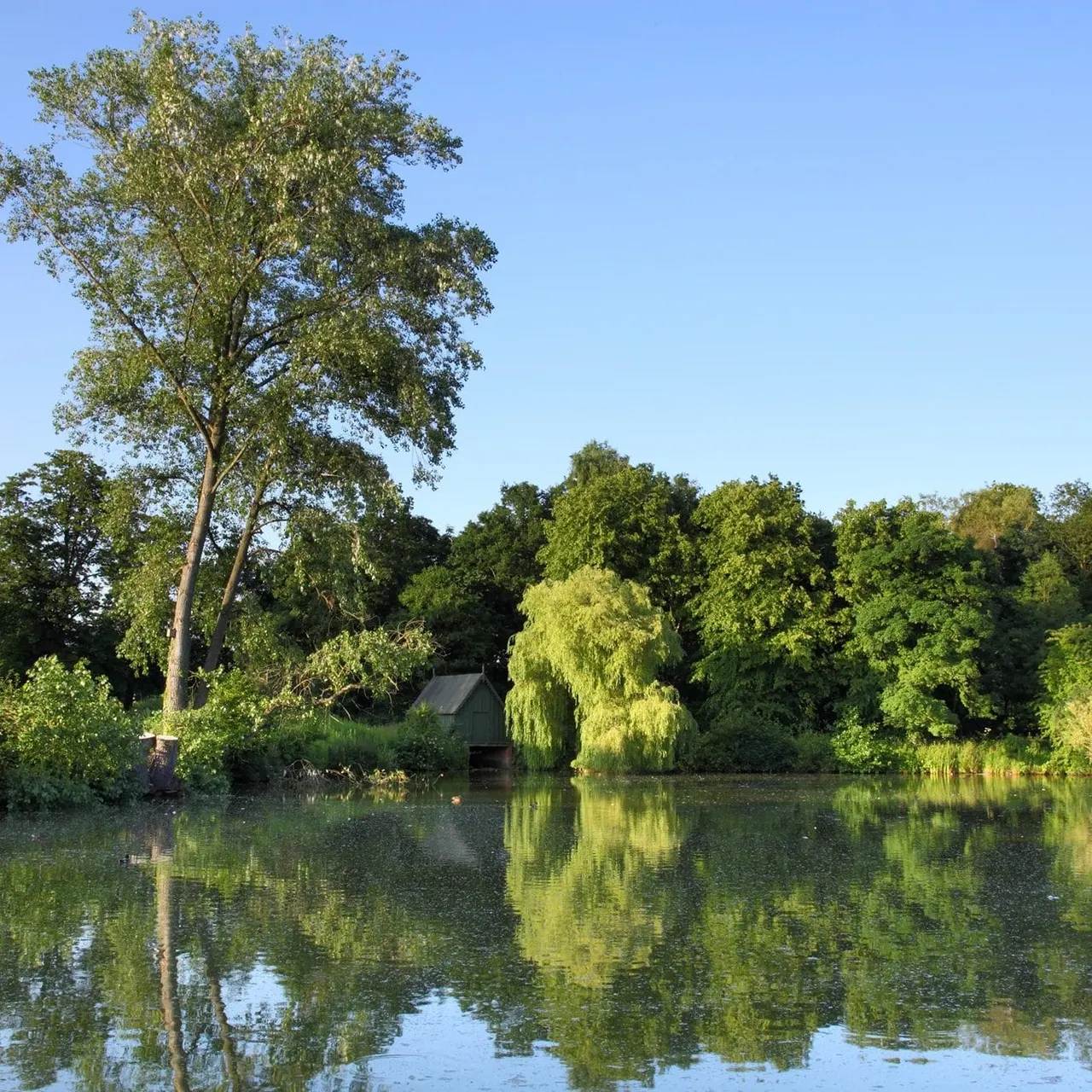 Calm water with mature trees, a boathouse and weeping willow reflected in the lake under clear blue sky.