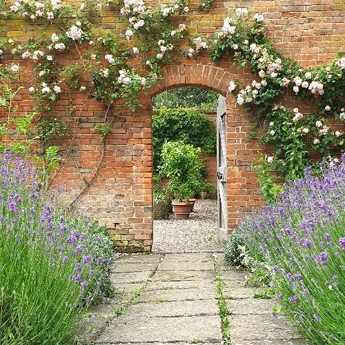 Brick garden wall with arched doorway framed by white flowering climbing plants and purple lavender borders.