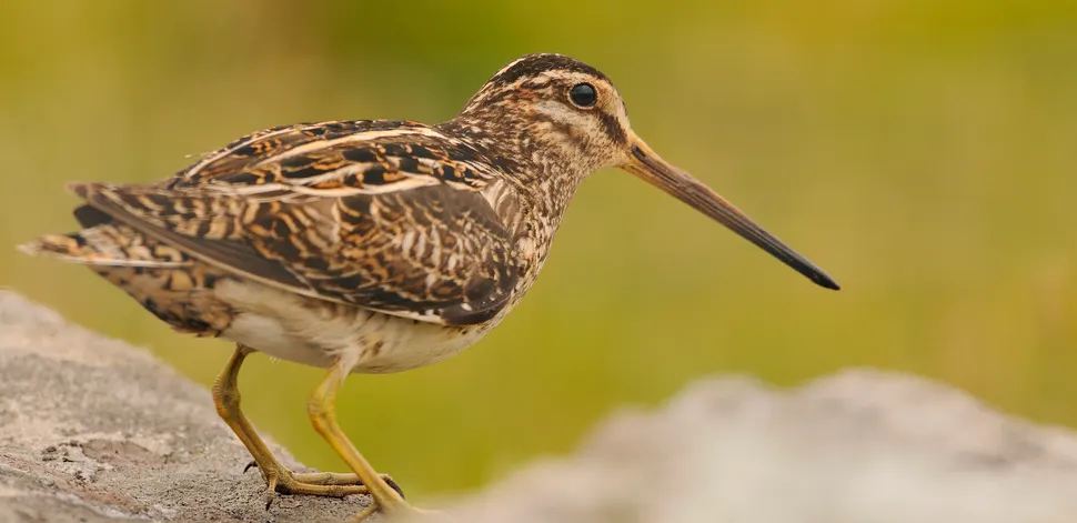 Wading bird with mottled brown plumage and long probing bill standing on a rock.
