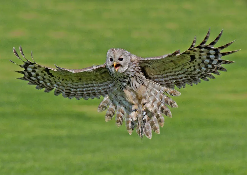A large bird of prey in flight with wings spread wide against a green background.