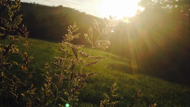 Wildflowers and grasses backlit by golden sunrise or sunset over a sloping green meadow.