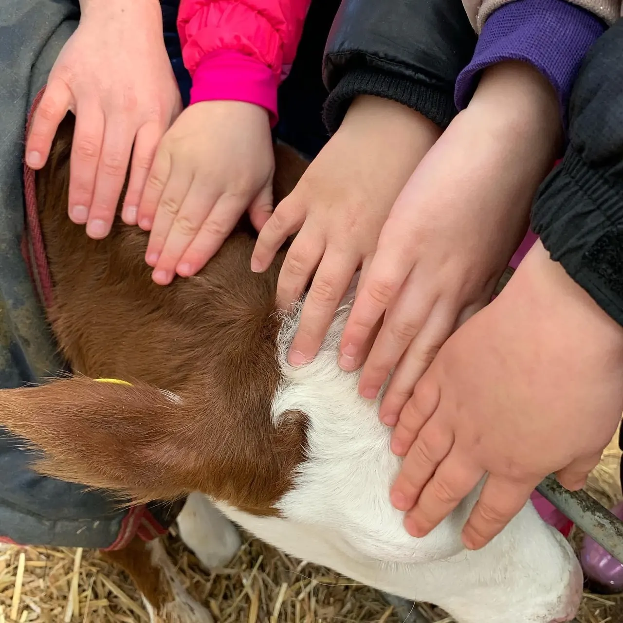 Multiple children's hands petting a brown and white farm animal on straw.