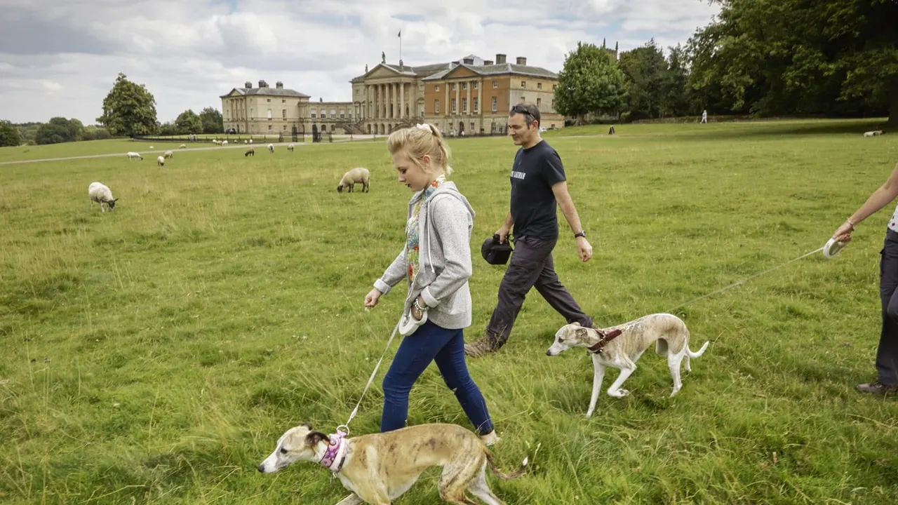 People walking dogs on a sweeping green parkland with a grand stately home and grazing sheep in the background.