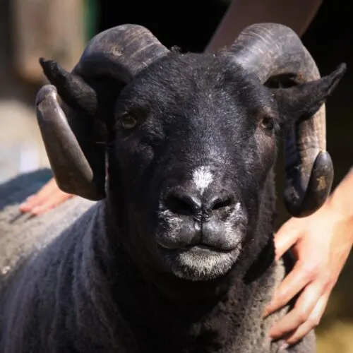 Close-up of a black goat's face being held by a person's hands.