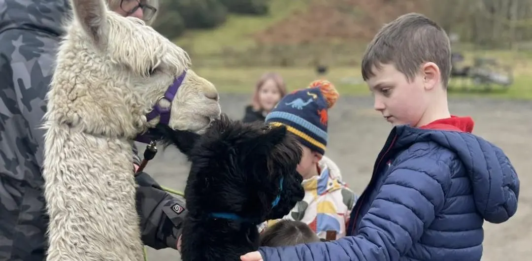 Young children interacting with llamas at an outdoor farm leisure venue.