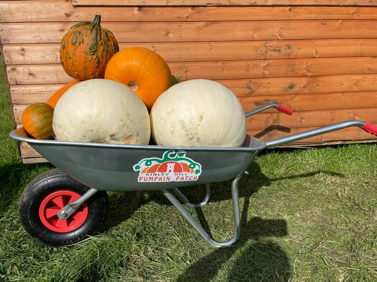 A wheelbarrow filled with white and orange pumpkins and gourds sits on grass against a wooden building.