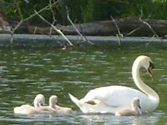 A white swan with three cygnets swimming together on a calm green pond.