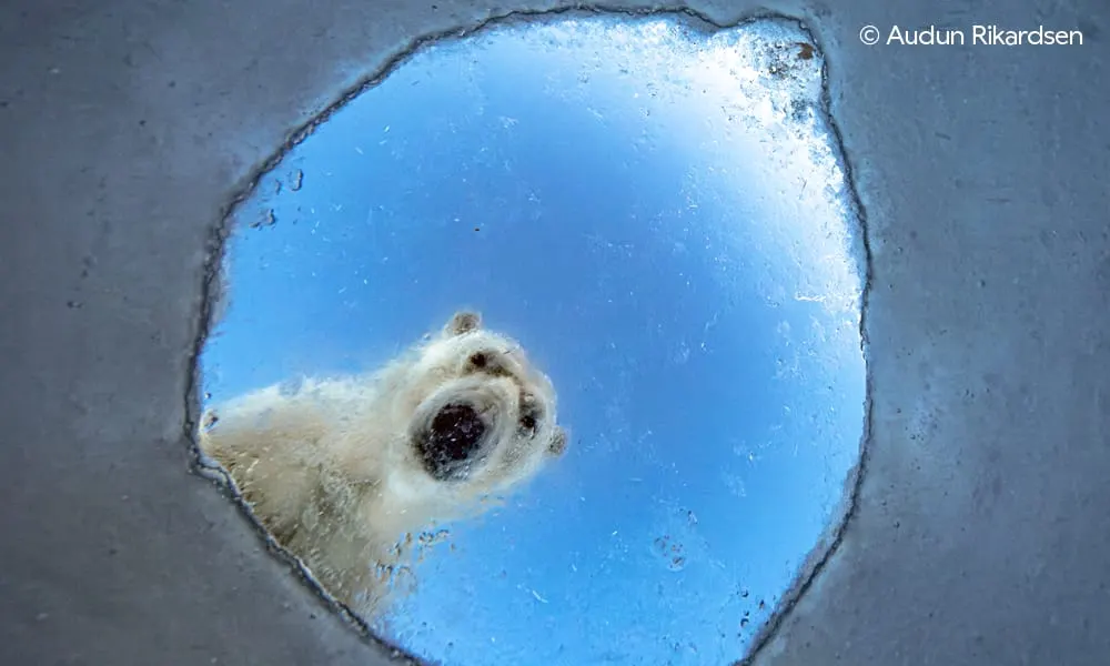 Polar bear looking up through a hole in ice against clear blue sky.