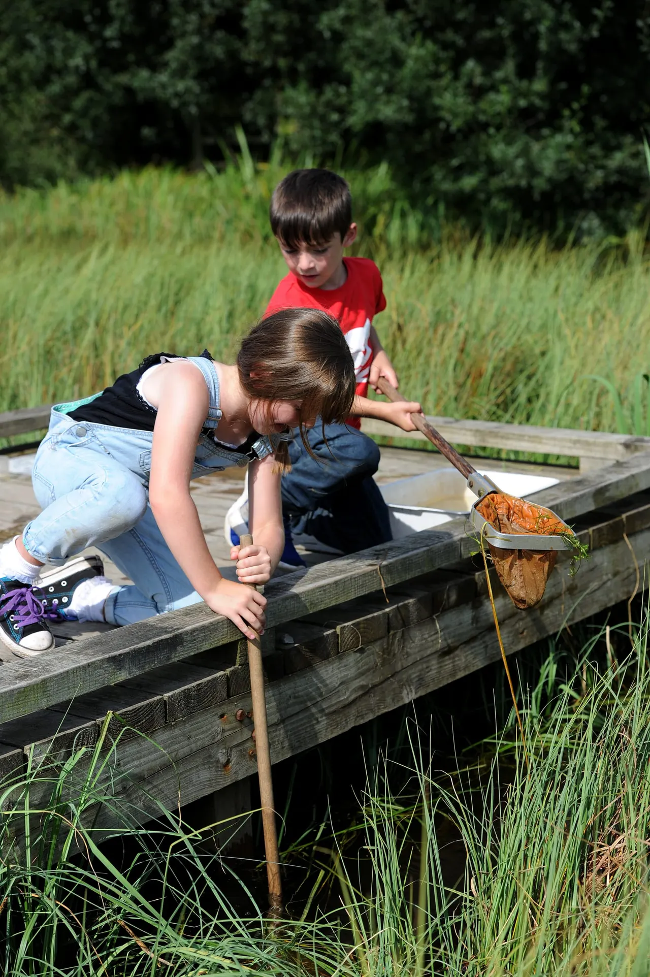 Children pond dipping with a net on a wooden boardwalk surrounded by reeds and green vegetation.