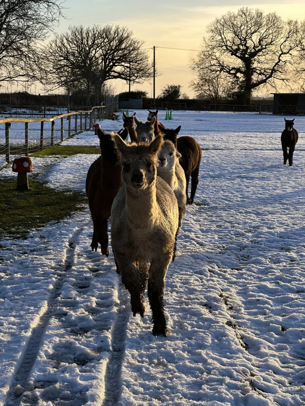 Alpacas in a snowy paddock at sunrise, with bare trees and farm buildings in the background.