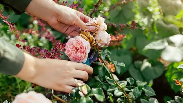 Person's hands holding pink and white roses among flowering plants in a garden setting.