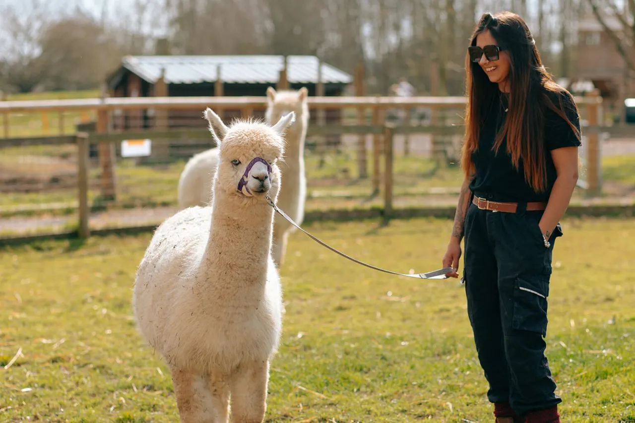 Woman leading a white alpaca on a rope in a paddock with wooden fencing and farm buildings behind.
