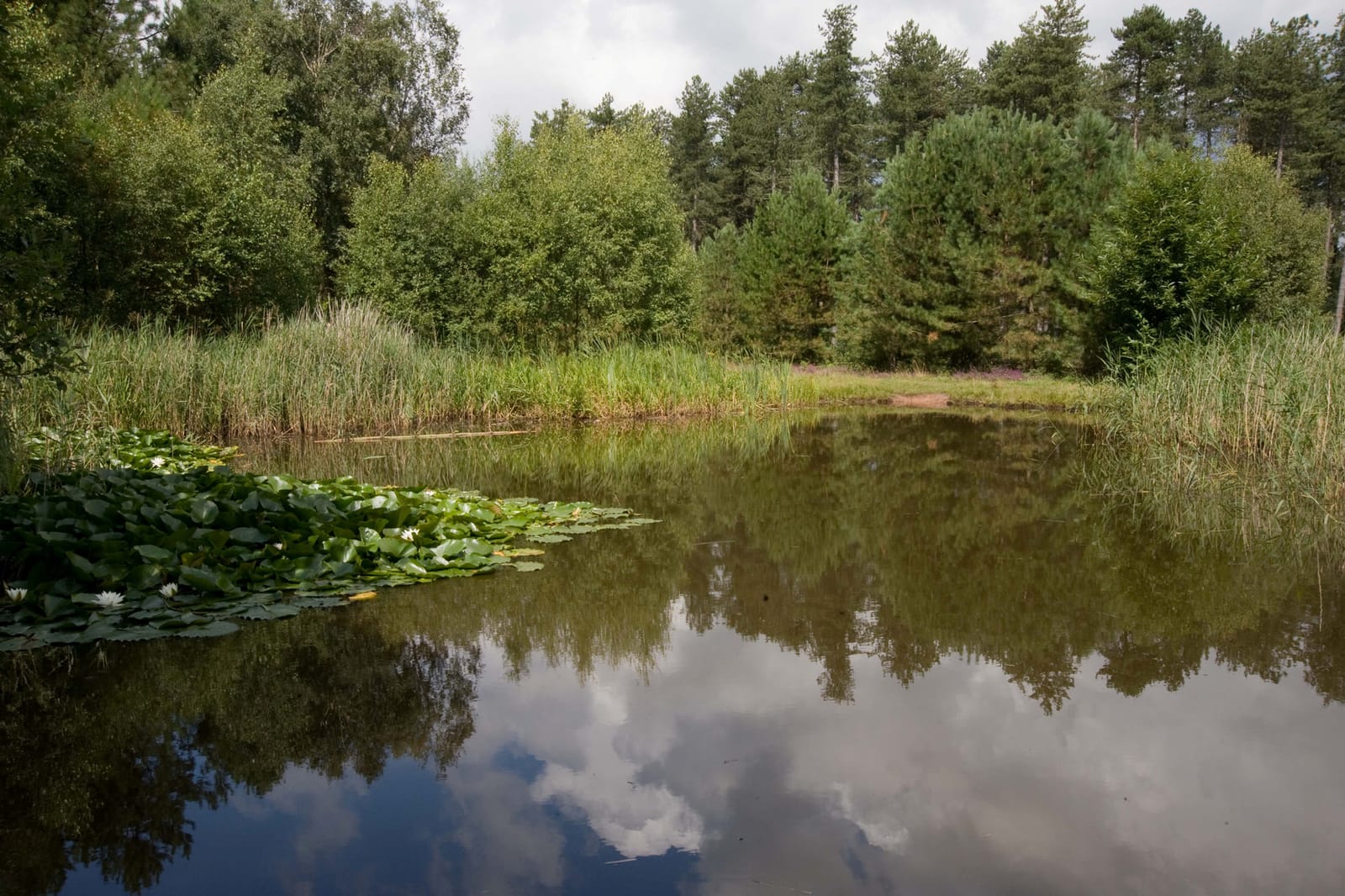 Silverhill Wood