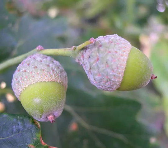 Two acorns with pink and green caps on an oak branch.