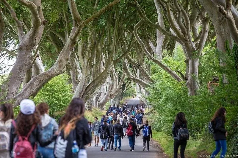 Visitors walking along a tree-lined avenue with gnarled, bare branches creating a natural tunnel overhead.
