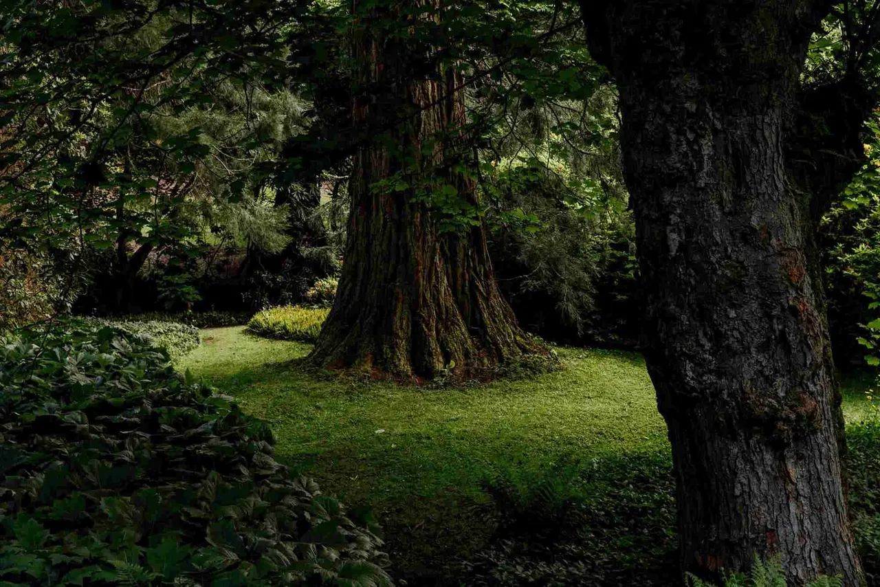 Shaded woodland glade with large mature trees and lush green grass beneath dense canopy.