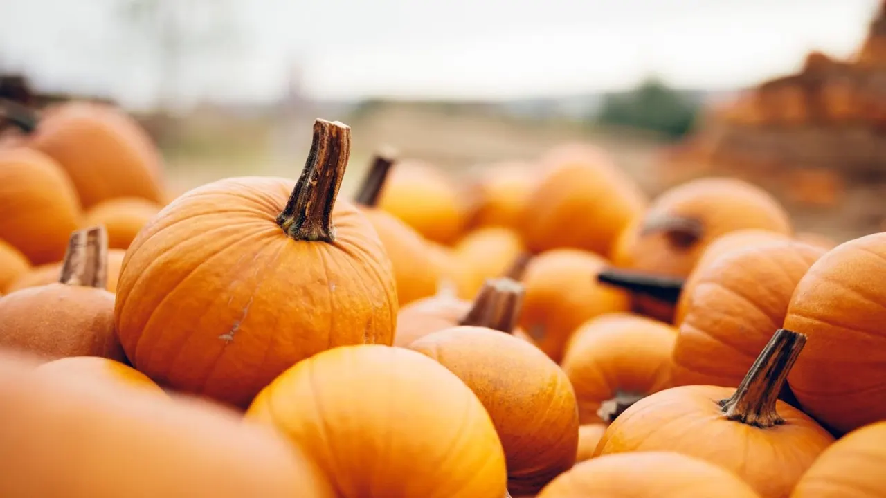 Close-up of orange pumpkins with stems in a field during autumn harvest.