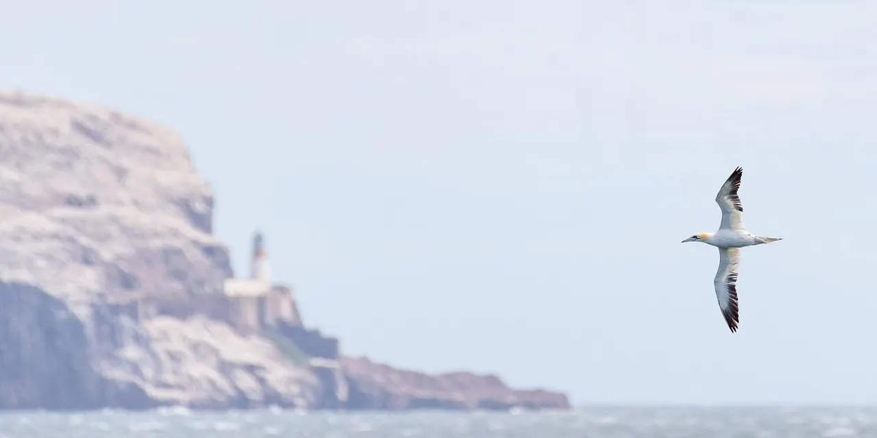 A large seabird in flight above the sea, with a rocky clifftop and lighthouse blurred in the background.