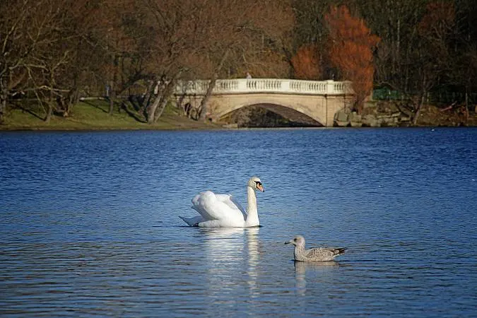 White swan and smaller waterfowl on blue lake with stone bridge and bare trees in background.