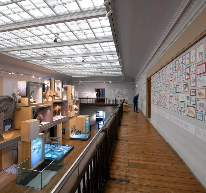 Museum gallery with wooden display cases containing artefacts, skylights above, and wall of illustrations on the right, few visitors present.