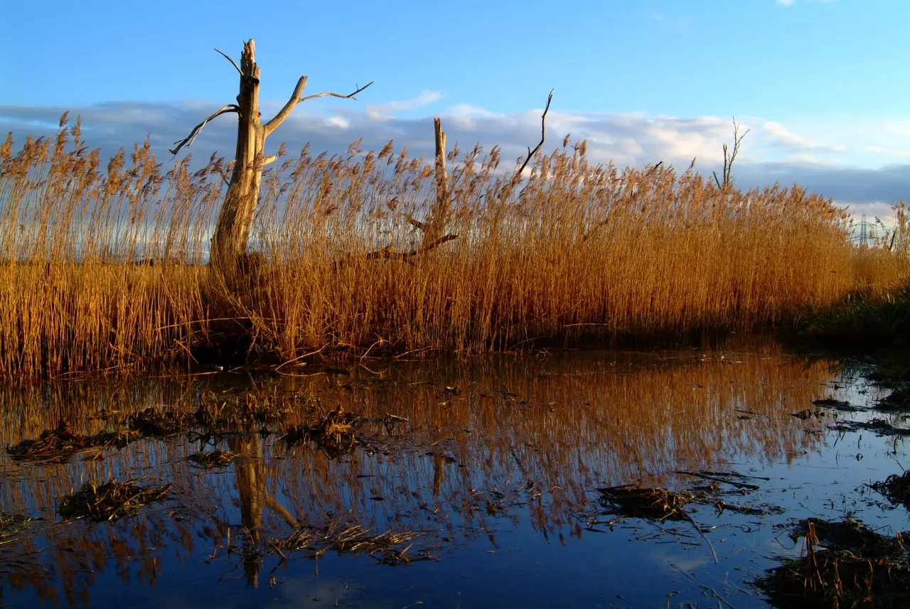 Wetland with golden reeds, dead wood stumps, and shallow water reflecting a blue sky with clouds.