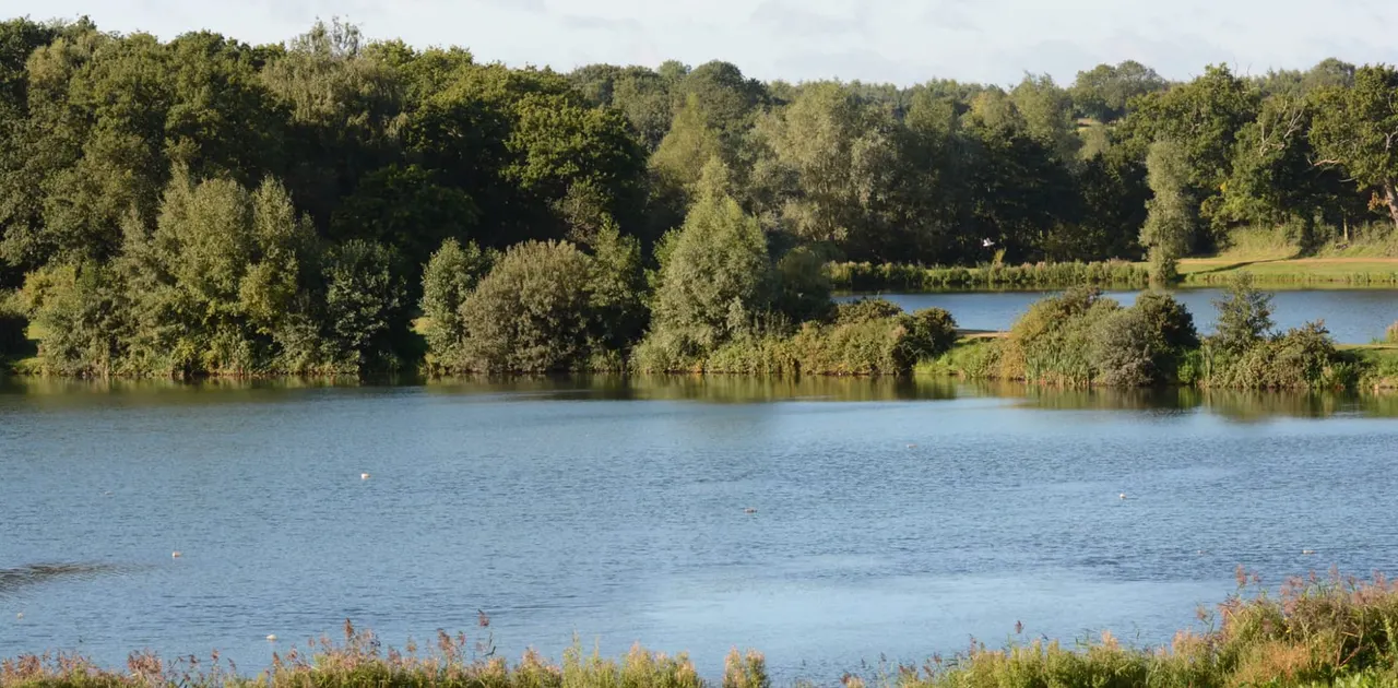 Tranquil lake surrounded by dense woodland and trees under overcast sky.