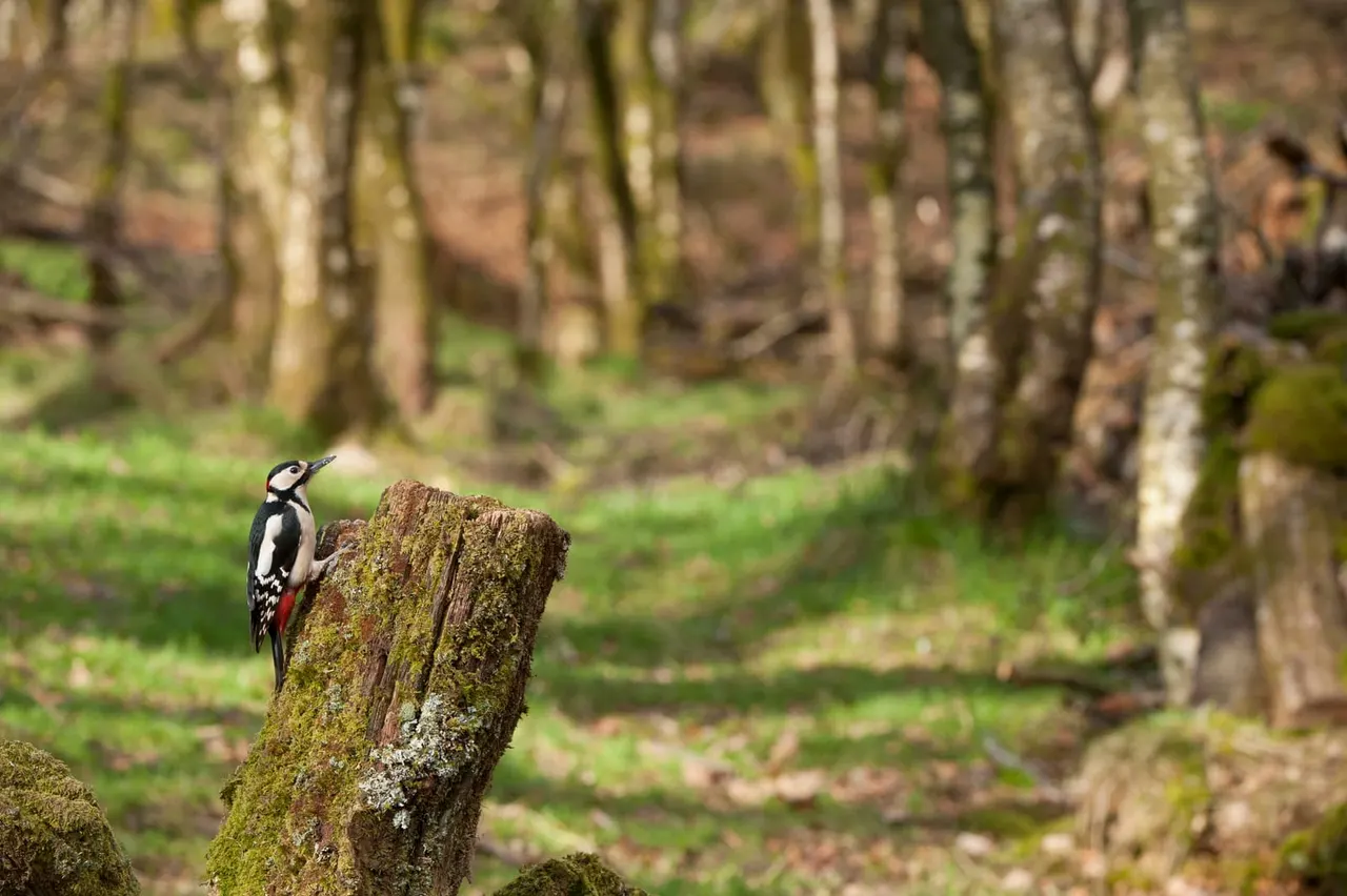 Woodpecker perched on a moss-covered tree stump in a woodland clearing with birch trees.