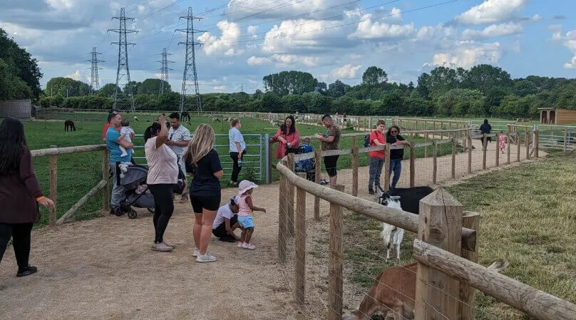 Groups of visitors and children interact with farm animals in wooden-fenced enclosures on a sunny day.