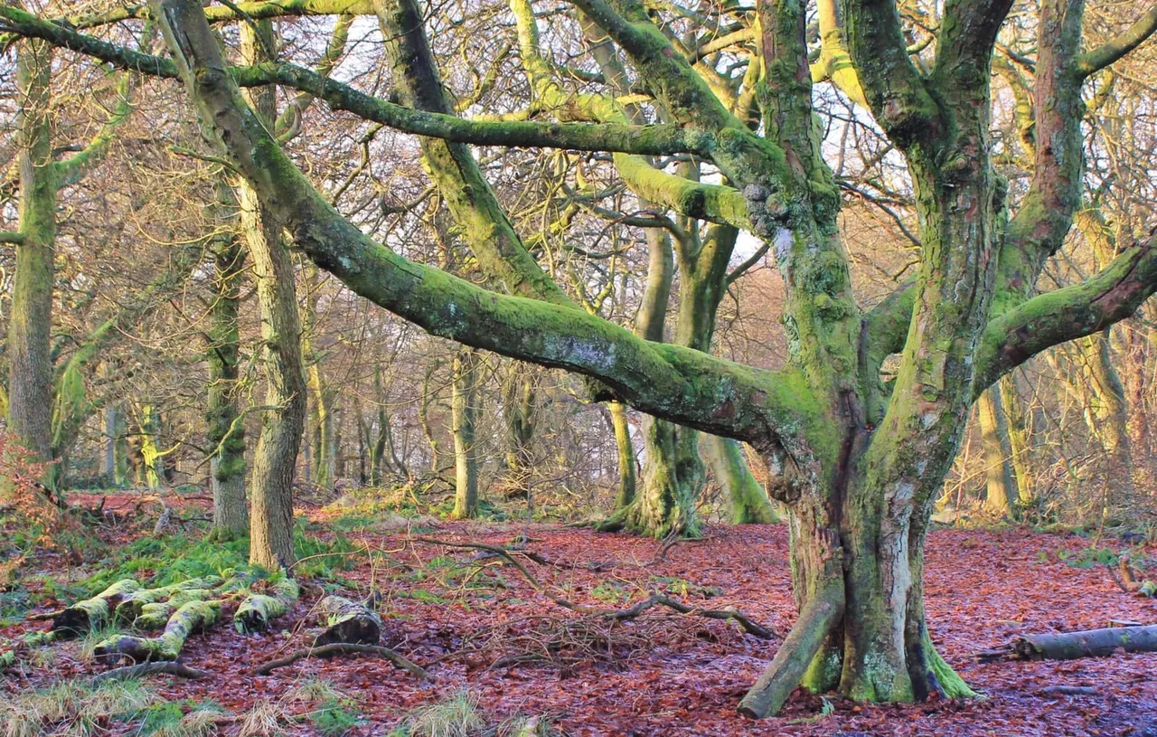 Woodland path lined with ancient moss-covered trees and fallen leaves in autumn colours.