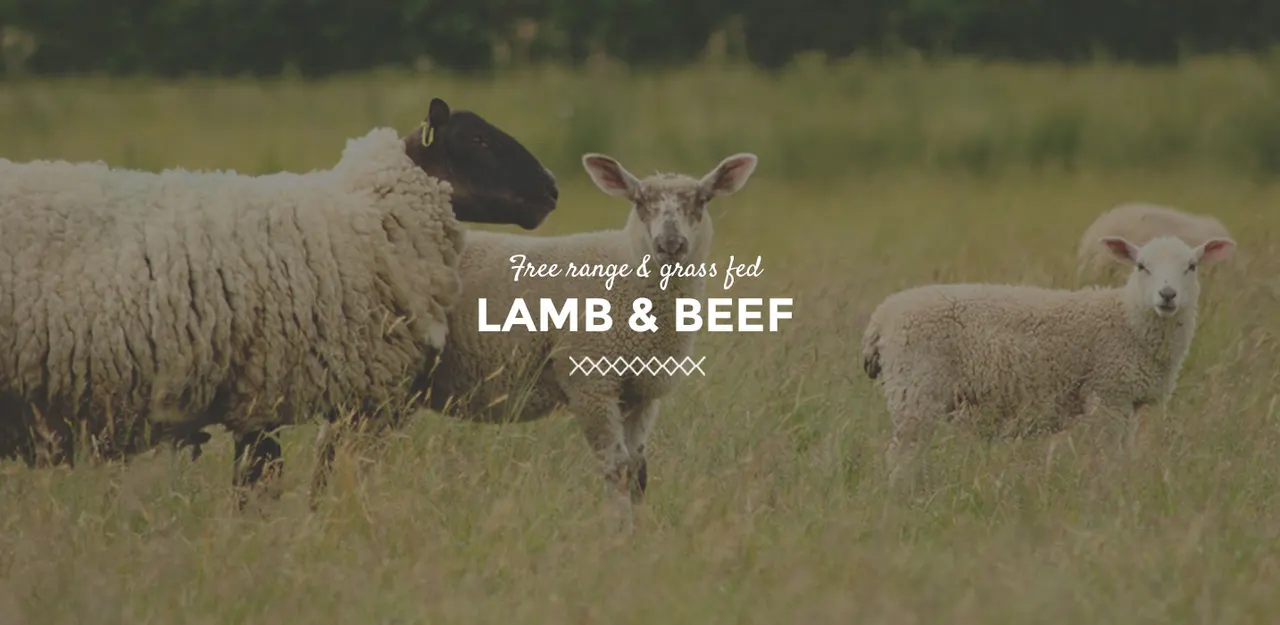 A black-headed sheep and two lighter-coloured sheep standing in a grassy field.