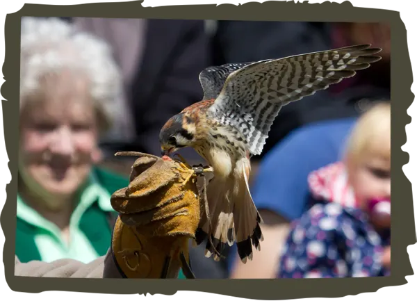 A falcon with wings spread perches on a gloved handler's arm whilst spectators watch in the background.