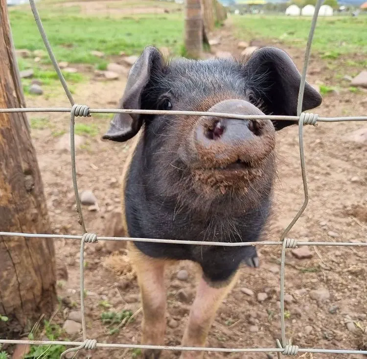 A pig with distinctive markings stands against a wire fence in a muddy paddock.